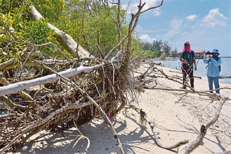 Lokasi Hutan Paya Air Masin Di Malaysia Taman Alam Kuala Selangor