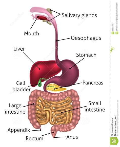 A Labeled Diagram Of The Digestive System Digestive System H