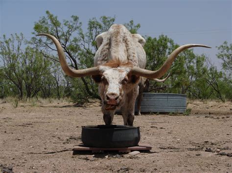 Texas Longhorn Cattle Bull