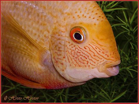 Budidaya Ikan Severum Banded Chidhlid Cara Ternak Ikan