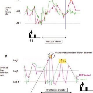 The binding of SF1 transcription factor on the FSHR promoter in control ... 