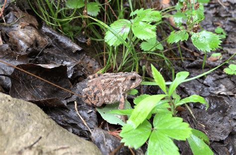 Are Toads Poisonous To Humans? (How to Know)