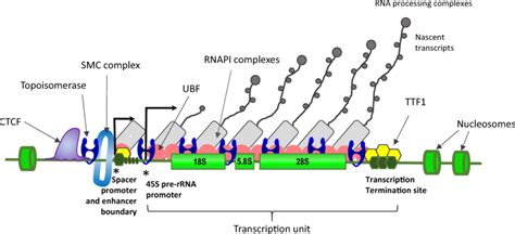 Diagram Of A Mammalian RDNA Gene With Associated Proteins The Coding