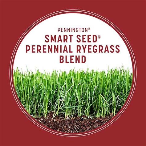 Pennington Smart Seed Perennial Ryegrass Grass Seed For Full Sun 3 Lb