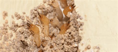 Are Termites Harmful To Humans Your Questions Answered Abc Blog