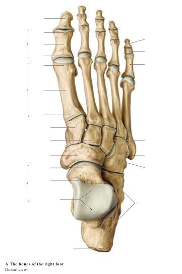 Dorsal Foot Anatomy