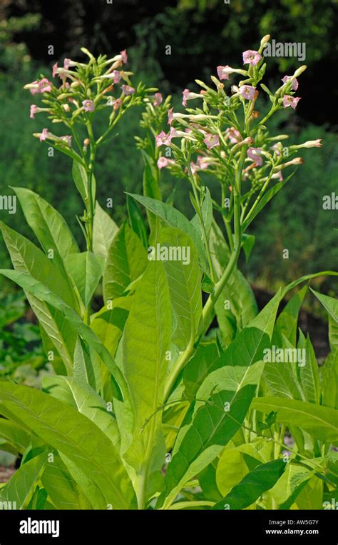 Nicotiana flower plant pink hi-res stock photography and images - Alamy