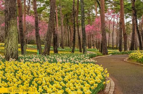 HITACHI SEASIDE PARK: Early Spring Blooms in Ibaraki, Japan | The Poor ...