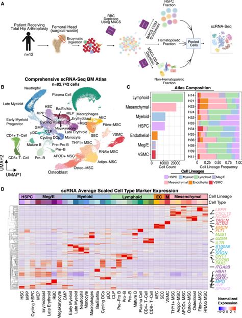 Mapping The Cellular Biogeography Of Human Bone Marrow Niches Using