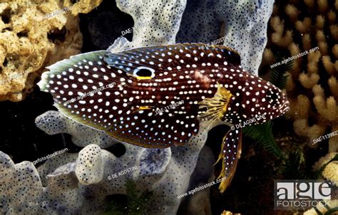 Comet Or Marine Betta Calloplesiops Altivelis Plesiopidae In