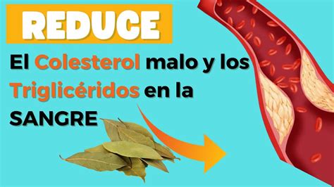 Propiedades Medicinales Del Laurel Youtube