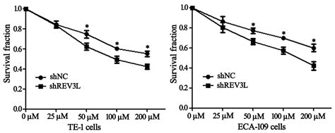 Rev3l The Catalytic Subunit Of Dna Polymerase ζ Is Involved In The