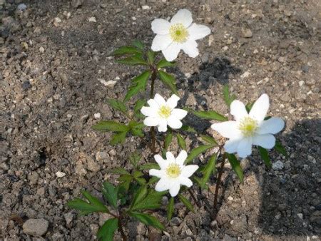 Anemone Nemorosa Dee Day Skalni Ky Jundrov