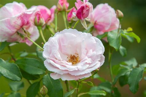 Brilliant Uses For Rose Petals Ways To Eat Them