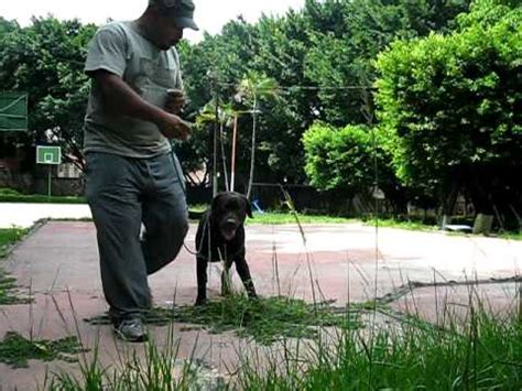 UN CACHORRO CON UN ALTO RENDIMIENTO BELLO YouTube