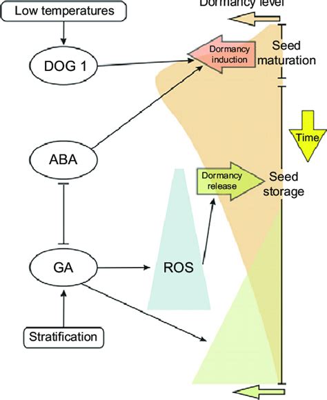 9 A hypothetical model showing the mechanisms of seed dormancy ...