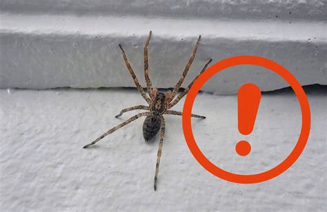 Nosferatu Spinne Breitet Sich Immer Weiter Aus DerWesten De