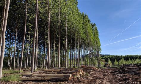 La Madera Es Clave Para Una Econom A Sostenible Propopulus