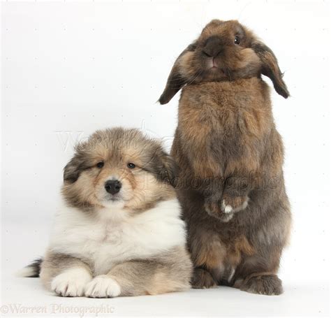 Pets: Sable Rough Collie puppy and rabbit photo WP38104