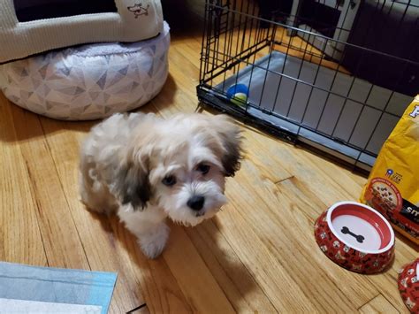 Shih-Poo Puppies For Sale | Redford Charter Township, MI #323105