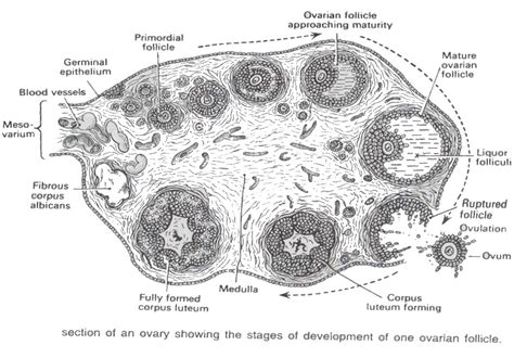 Draw A Sectional View Of Human Ovary And Label The Different Follicular