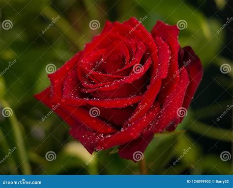 Red Rose With Water Droplets On Petals Against Green Bokeh Background