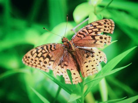 Great Spangled Fritillary From Bayview Village Shopping Centre On July