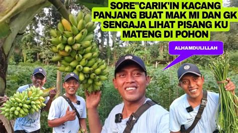 SORE NYARIIN SAYUR BUAT MAK MI DAN GK SENGAJA LIHAT PISANG MATENG DI