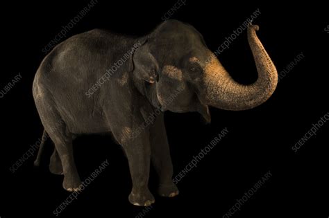 Indian elephant - Stock Image - C059/9004 - Science Photo Library