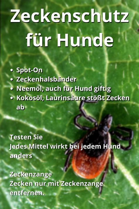 Was Hilft Gegen Zecken Im Garten