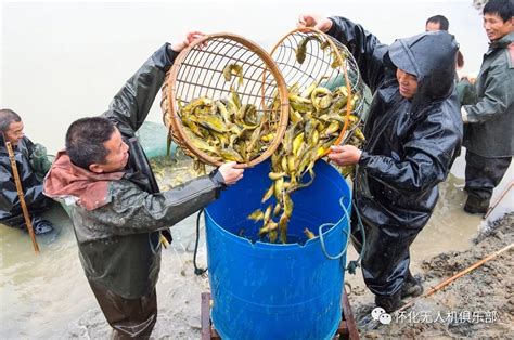 湖北佳农晖农业科技有限公司泥鳅、黄骨鱼高蛋白、低脂肪、肉质细嫩鲜美、营养丰富凤凰网甘肃凤凰网