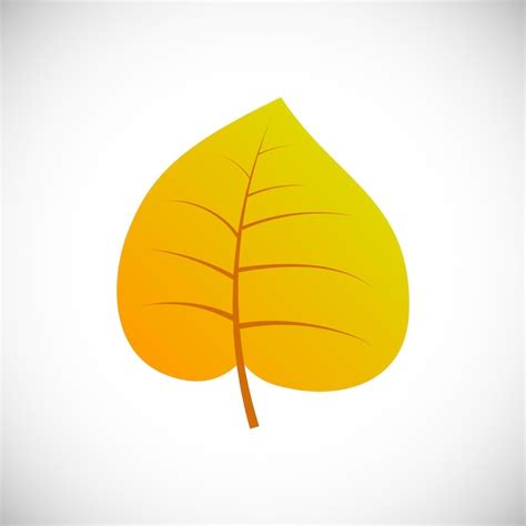 Feuille De Peuplier Jaune Feuille D Automne D Un Arbre Sur Fond Blanc