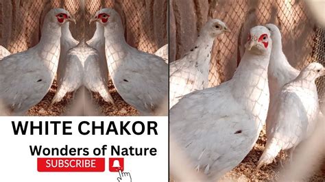 White Chakor - YouTube