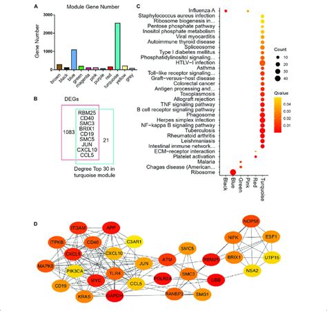 Modules Gene Enrichment And Protein Protein Interaction PPI Network