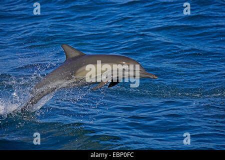 Long-beaked common dolphin, Long-beaked dolphin, Common dolphin ...