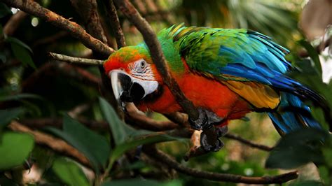 The Real Macaw Endangered Tropical Jewels Nature Pbs