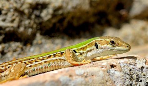 What Animals Eat Insects Examples Of Insectivores