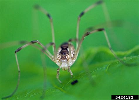 harvestmen (Order Opiliones)