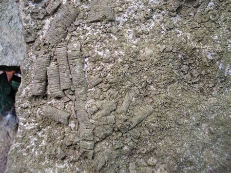 Crinoidal Limestone Uk Fossil Collecting