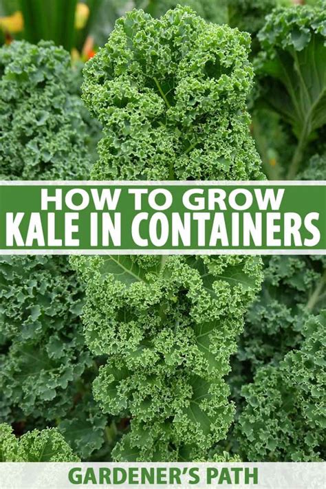 How To Grow Kale In Containers Gardener S Path