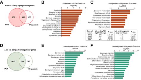 Late Passage Pdx And Organoids Upregulate Cell Cycle And Stem Cell