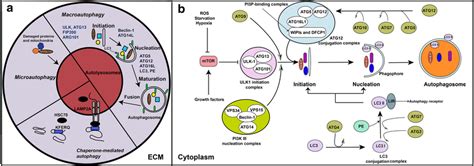 A Schematic Illustration Of Three Types Of Autophagy And Key Regulatory