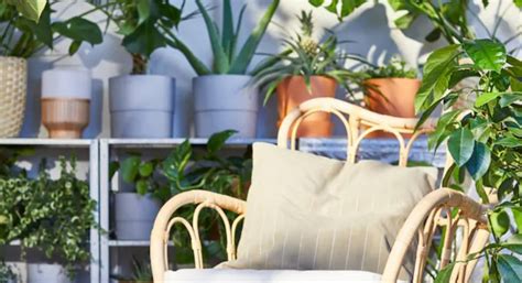 Promos Ikea Plantes Adopter Pendant Les Semaines Vertes