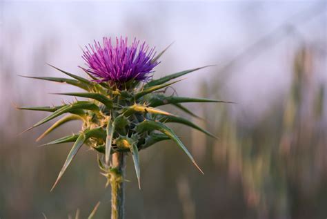 Milk Thistle Benefits Uses Side Effects And More