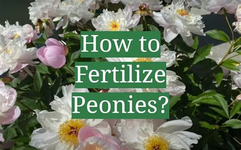 How To Fertilize Peonies Gardenprofy