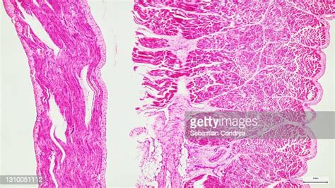 Cross Section Of Tissue Of Cardiac Region Of Stomach Immunofluorescent Photomicrograph Organs