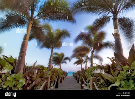 Pathway And Palm Trees Blowing In Breeze Providenciales Turks And