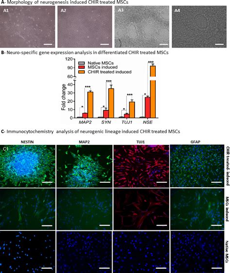 Glycogen Synthase Kinase Inhibitor Chir Augments The