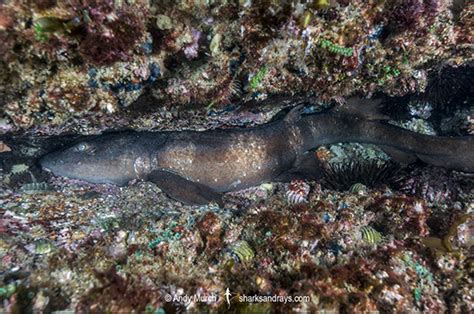 February Elasmobranch Of The Month Blind Shark