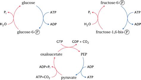 Gluconeogenesis